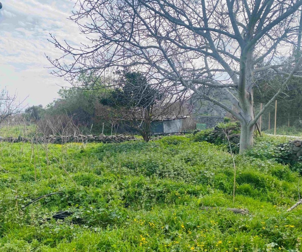 Eressos, Lesvos Island 81105, ,House and Land,For Sale,1295