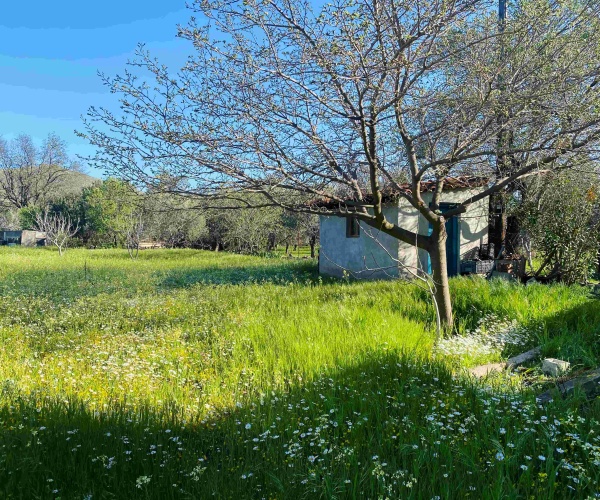 Eressos, Lesvos Island 81105, 1 Bedroom Bedrooms, ,1 BathroomBathrooms,House and Land,For Sale,1296