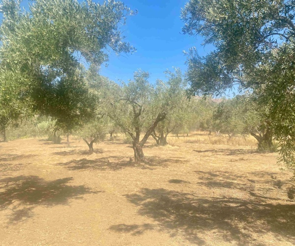 Kampos Eressos, Lesvos Island 81105, 1 Bedroom Bedrooms, 0 ,1 BathroomBathrooms,House,For Sale,0,1310