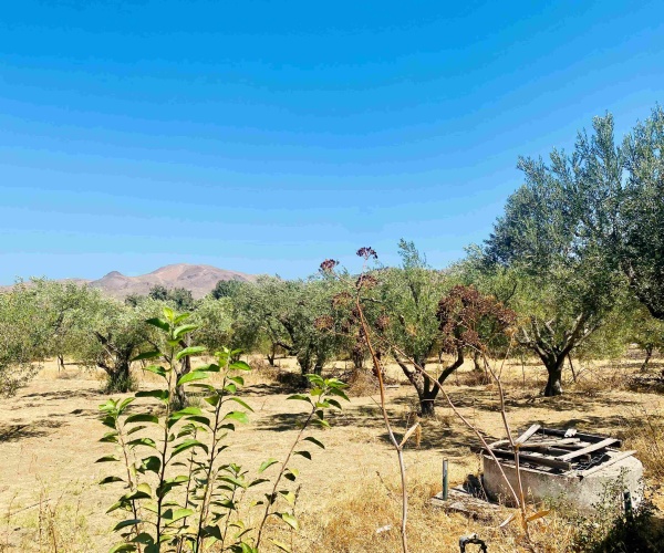 Kampos Eressos, Lesvos Island 81105, 1 Bedroom Bedrooms, 0 ,1 BathroomBathrooms,House,For Sale,0,1310