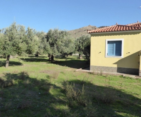 Eressos, Lesvos Island 81105, 3 Bedrooms Bedrooms, ,2 BathroomsBathrooms,House,For Sale,1037