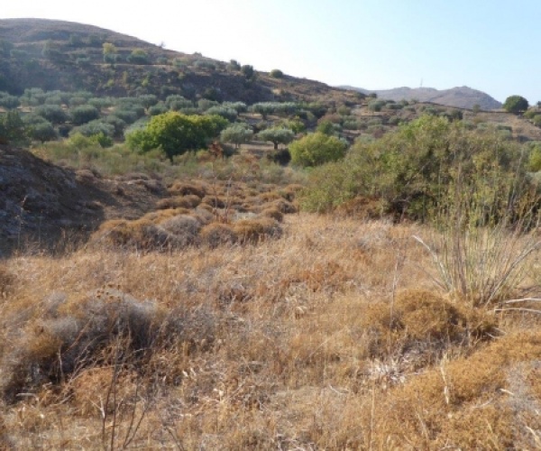 Kampos Eressos, Lesvos Island 81105, ,Land Plot,For Sale,1038