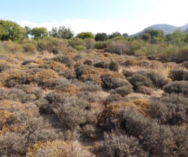 Kampos Eressos, Lesvos Island 81105, ,Land Plot,For Sale,1038