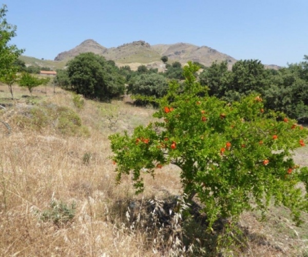 Eressos, Lesvos Island 81105, ,Land Plot,For Sale,1058