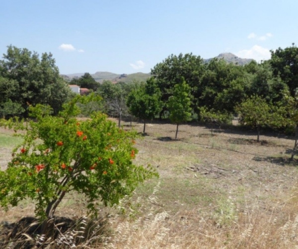 Eressos, Lesvos Island 81105, ,Land Plot,For Sale,1058