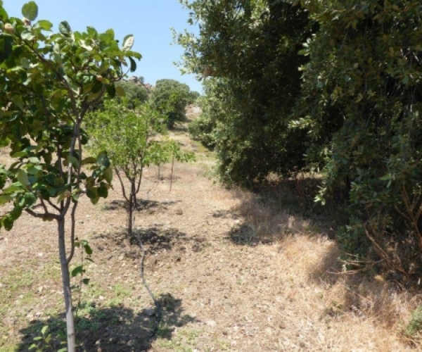 Eressos, Lesvos Island 81105, ,Land Plot,For Sale,1058