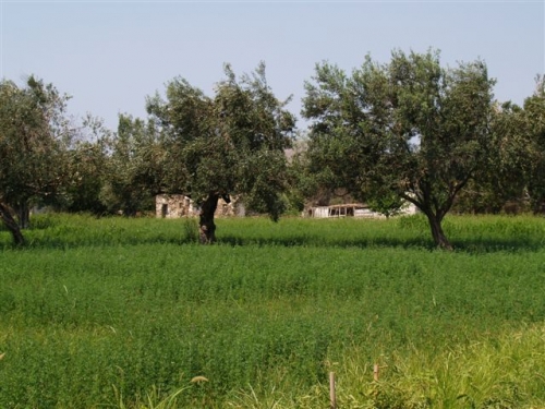 Kampos Eressos, Lesvos Island 81105, ,Land Plot,For Sale,1073
