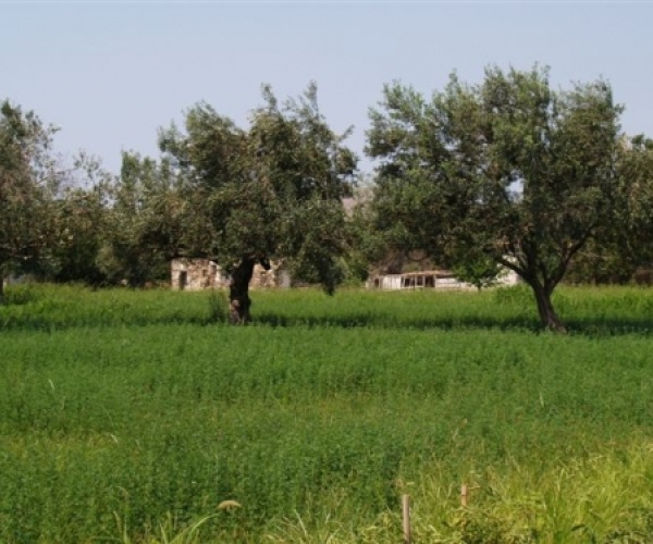 Kampos Eressos, Lesvos Island 81105, ,Land Plot,For Sale,1073