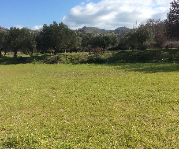 Eressos, Lesvos Island 81105, ,Land Plot,For Sale,1081