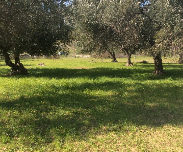 Eressos, Lesvos Island 81105, ,Land Plot,For Sale,1081