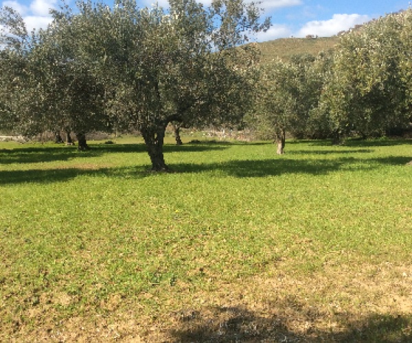 Eressos, Lesvos Island 81105, ,Land Plot,For Sale,1081