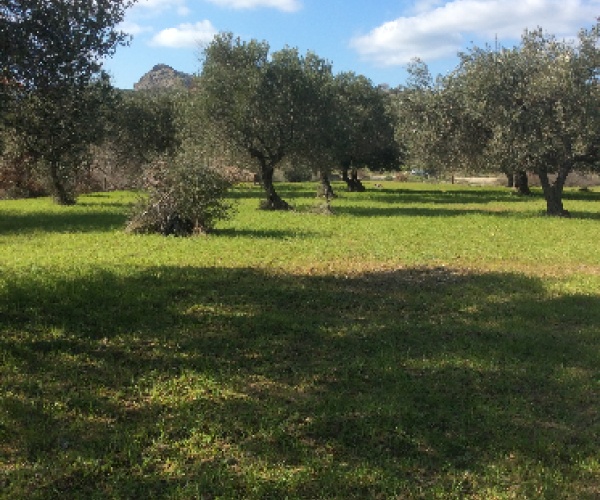 Eressos, Lesvos Island 81105, ,Land Plot,For Sale,1081