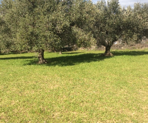 Eressos, Lesvos Island 81105, ,Land Plot,For Sale,1081