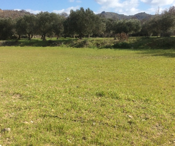 Eressos, Lesvos Island 81105, ,Land Plot,For Sale,1081