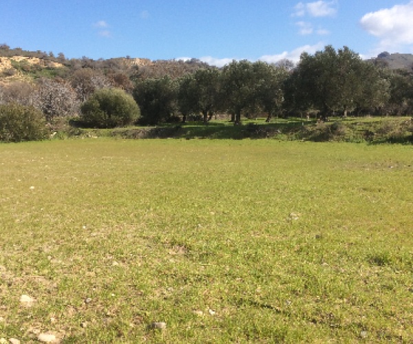 Eressos, Lesvos Island 81105, ,Land Plot,For Sale,1081