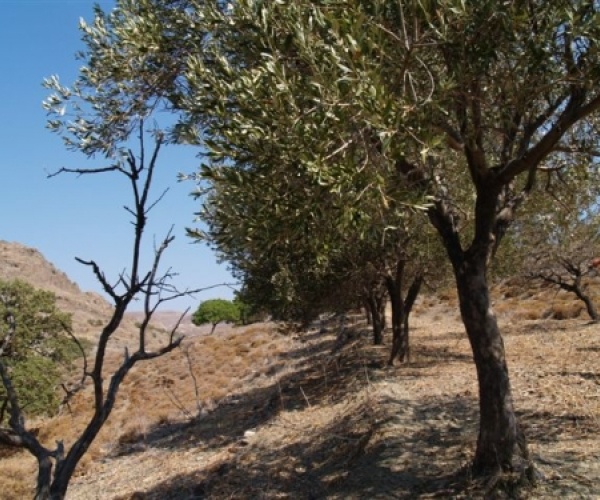 Kampos Eressos, Lesvos Island 81105, ,House and Land,For Sale,1082