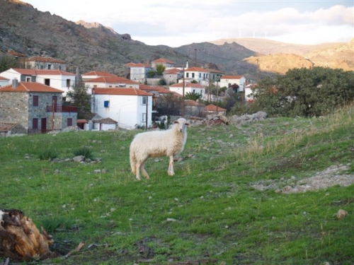 Eressos, Lesvos Island 81105, ,Land Plot,For Sale,1083