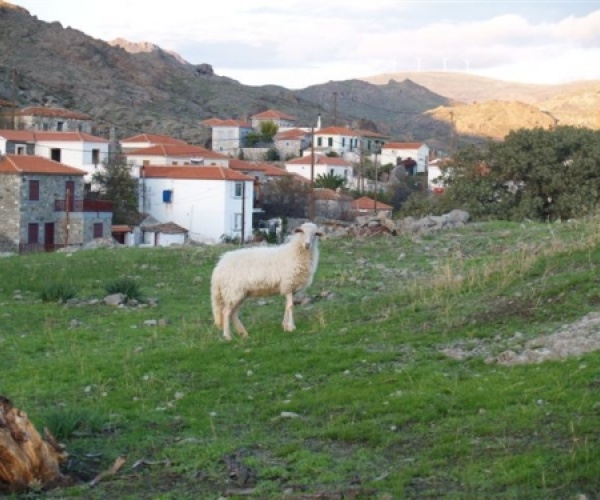 Eressos, Lesvos Island 81105, ,Land Plot,For Sale,1083